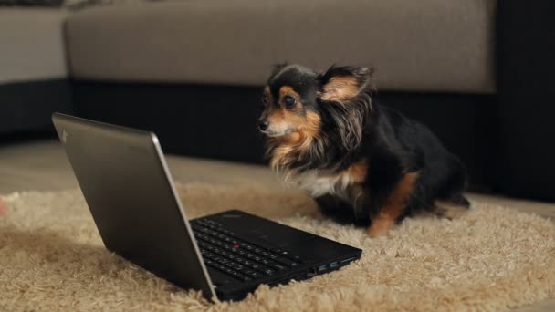 Smart Dog utilizzando un computer portatile — Video Stock