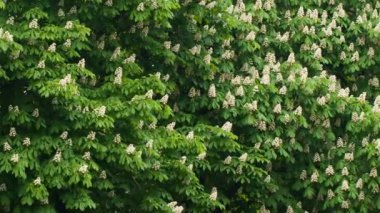 Çiçekli dallar kestane ağacının