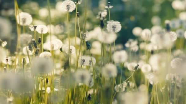 A lot of dandelions at field — Stock Video