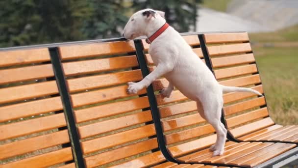 Bortsprungen hund letar efter ägare — Stockvideo