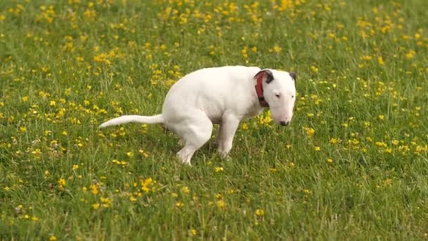 Der Hund stociert auf dem Gras — Stockvideo © aj2k.rambler.ru 178547702