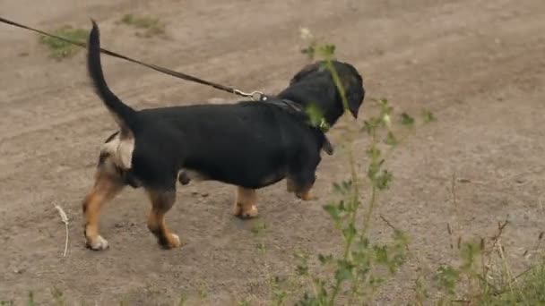 Perro pasea con una correa — Vídeos de Stock