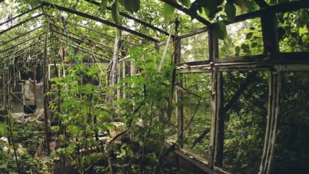 Övergivna gamla växthus — Stockvideo