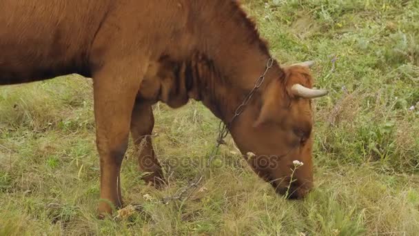 Krowa zjada trawy na pastwiskach — Wideo stockowe