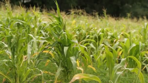 Gebied van jonge maïs — Stockvideo