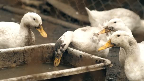Comer gansos en la granja — Vídeo de stock