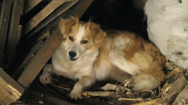 Cão perdido jaz em ruínas — Vídeo de Stock