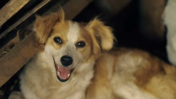Hund liegt an zerstörtem Haus — Stockvideo