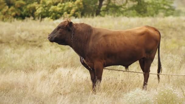 Bull on a summer pasture — Stock Video