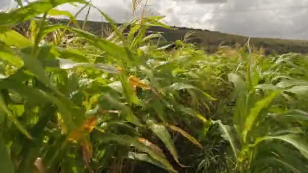 Gebied van maïs op de zomer — Stockvideo