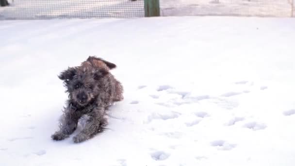 Cão engraçado brincando e saltando — Vídeo de Stock