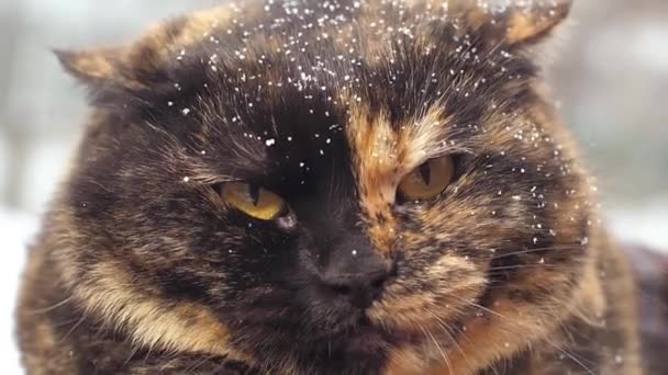 Gato siseando enojado en invierno — Vídeos de Stock