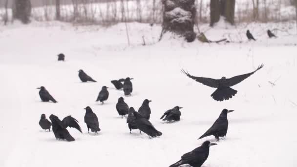 Le troupeau de corbeaux décolle — Video