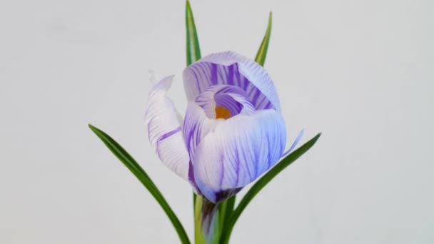 白い背景の花サフラン — ストック動画