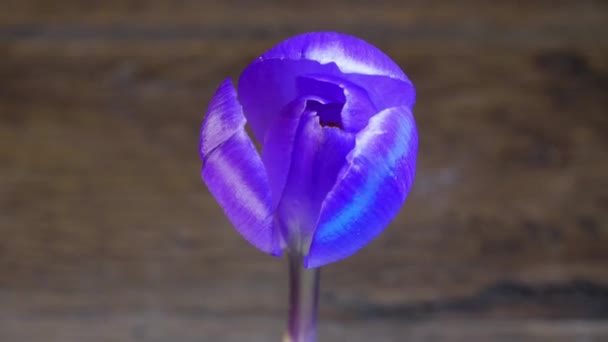 Μοβ λουλούδι ανθίζει — Αρχείο Βίντεο