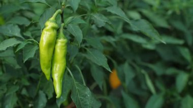 Ağaçtaki kırmızı ve yeşil biberler