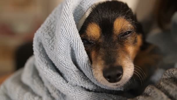 Cão depois de tomar banho envolto em uma toalha — Vídeo de Stock