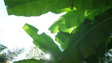 Gökyüzünde muz yaprakları