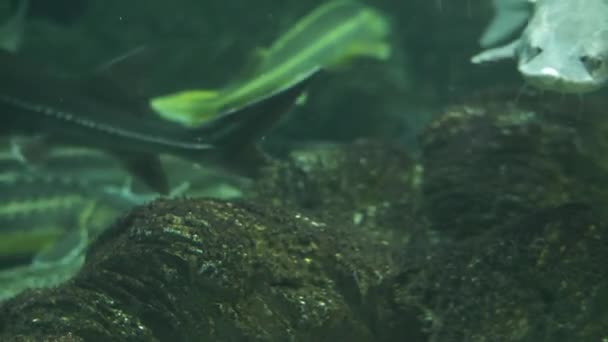 Flock of sturgeon at oceanarium — Stock Video