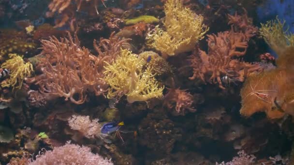 Рифовая жизнь. Рыбы и креветки — стоковое видео