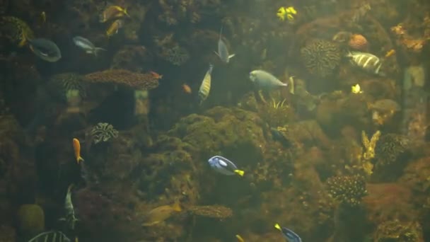 Życie w akwarium. Wiele kolorowych ryb — Wideo stockowe