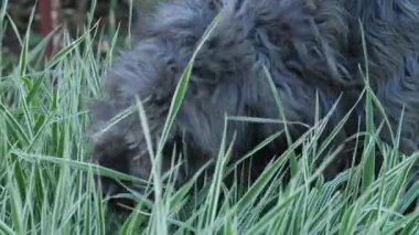 Köpek bahçede ot yiyor.