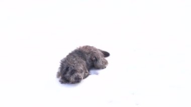Playful happy dog in winter