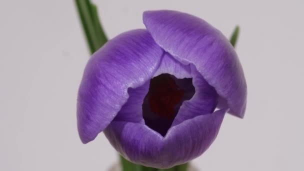 Fleur pourpre fleurissant sur fond blanc 