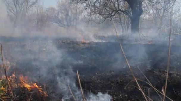 Drooggebrand gras en bomen — Stockvideo