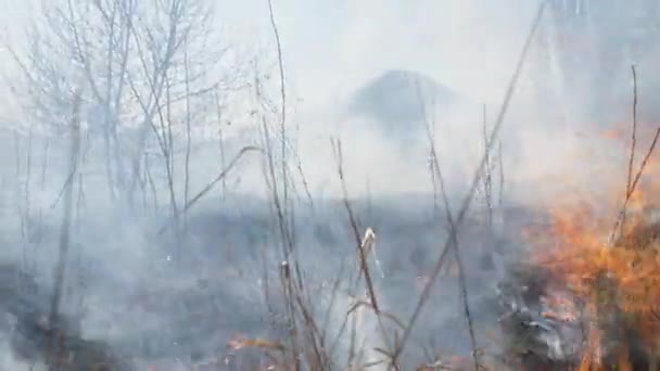 Vuur in het bos, brandend droog gras — Stockvideo