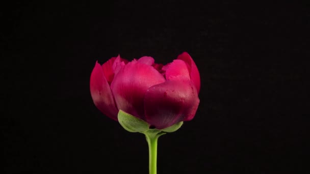 Flor púrpura floreciendo sobre fondo negro — Vídeos de Stock