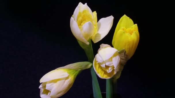 Narcisos amarillos florecen sobre fondo negro — Vídeo de stock
