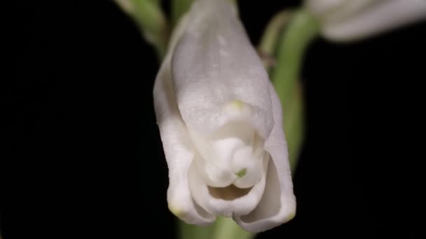 Lys fleurissant sur fond noir — Video