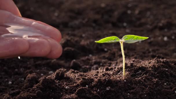 Mans hand water geven spruit uit palm — Stockvideo