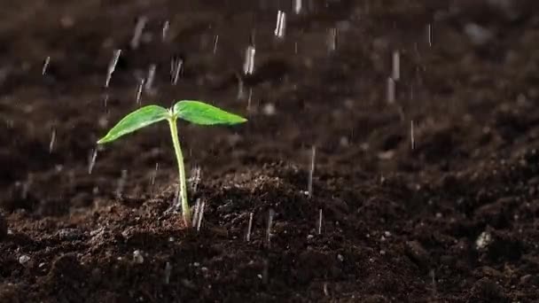 Water geven aan kwetsbare kleine groene plant — Stockvideo