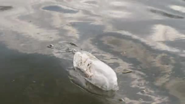 Pacote flutuando no rio — Vídeo de Stock