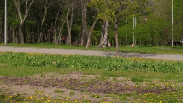Grappige man rent door het park met een bloem — Stockvideo