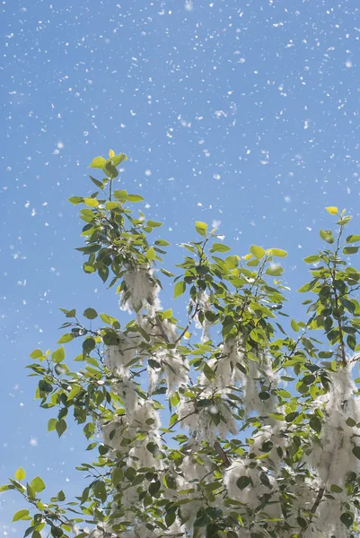 Populier boom vallende witte pluisjes — Stockfoto