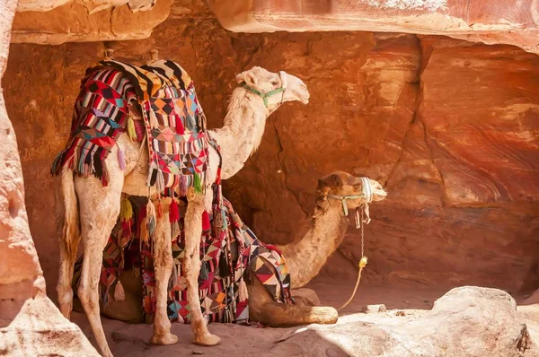 贝都因人骆驼躲在太阳从. — 图库照片