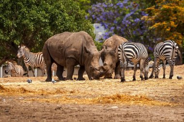 Gergedan ve Ramat Gan Safari doğada yürüyüş zebralar. Orta Doğu'daki insan bakım yaban hayatı en büyük toplama zooloji merkezi Tel Aviv-Ramat Gan olduğunu.