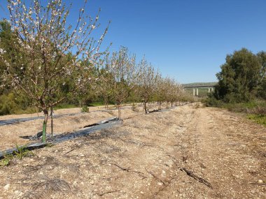 İsrail, Akdeniz 'de bahar mevsimi bademleri çiçek açıyor. Mavi gökyüzüne karşı beyaz badem çiçekleri.