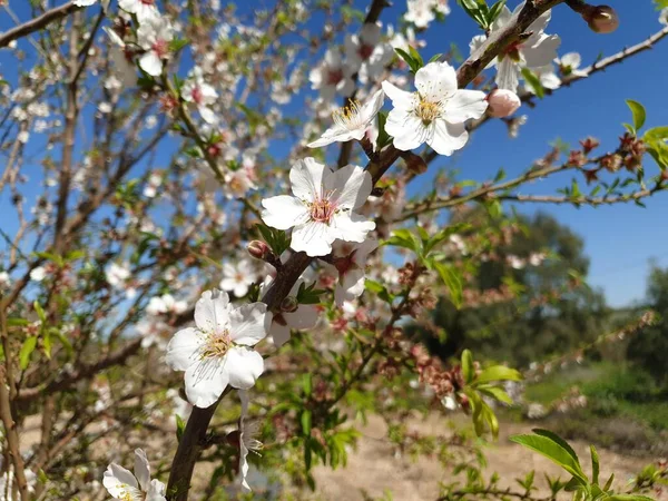 Spring Season Almonds Bloom Mediterranean Israel White Almond Flowers Blue — Stock Photo, Image