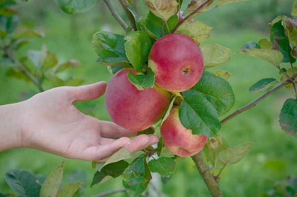 Manzana jugosa en el jardín — Foto de Stock