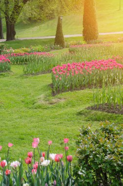 renkli çiçek ve sarma çimen patika