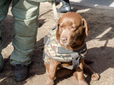 Bomba bir üniformalı beceri için askeri köpek