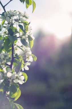 Güneşli güzel elma dalı