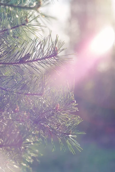 Gündoğumu ışık çam dalı