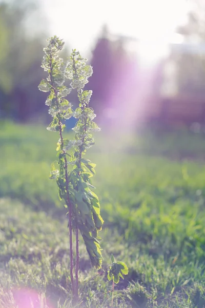 Våren bakgrund med vackra vita blommor. — Stockfoto