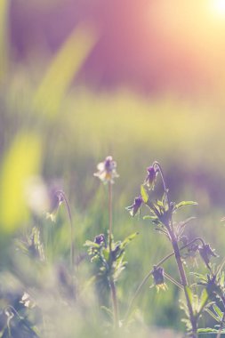 Güzel mor çiçekli bahar arka plan.