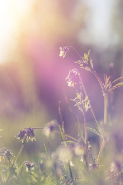 Güzel mor çiçekli bahar arka plan.